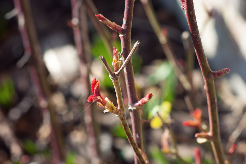 Small red, rose leaves