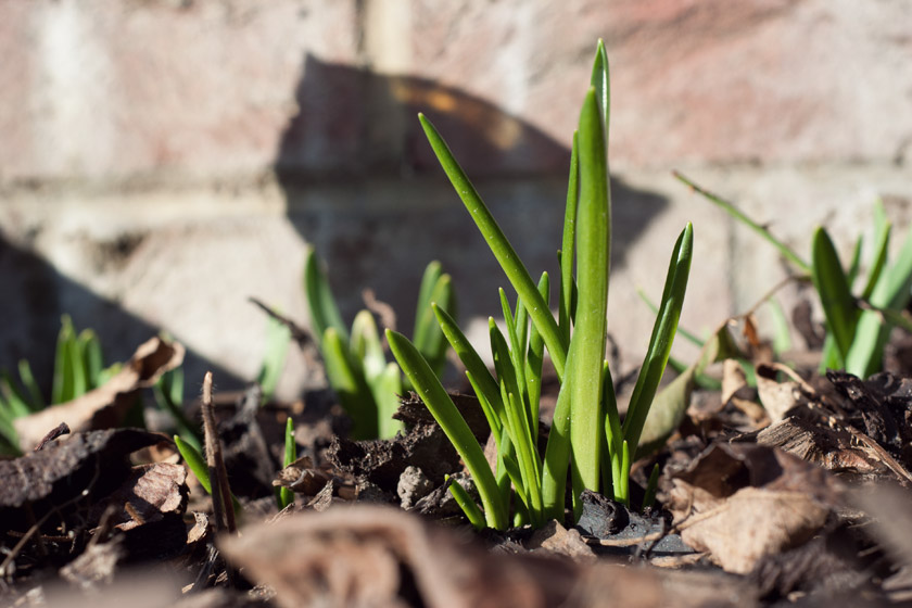 Daffodil shoots in the sun