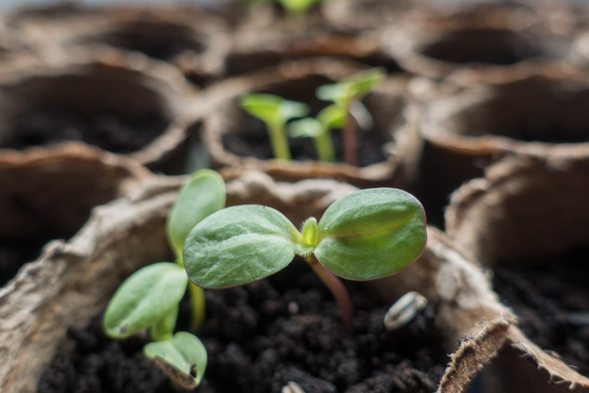 Sunflower seedling in pot