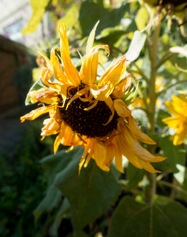 Limp sunflower head