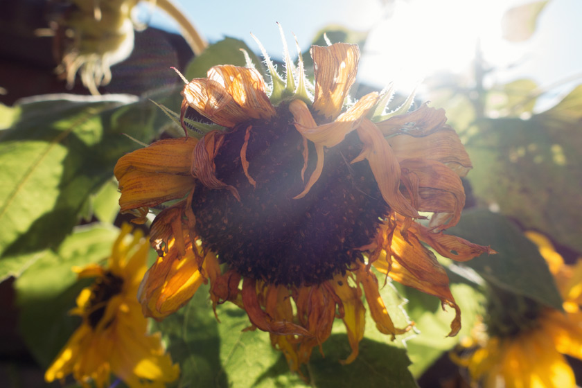 Sunflower head in sun