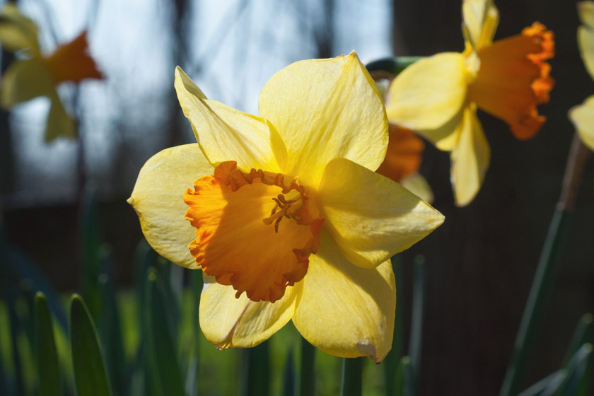 Sun behind daffodil petals
