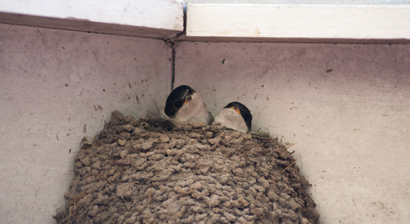 Tree swallows in nest
