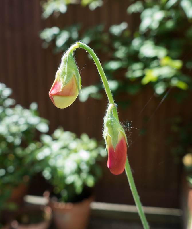 Sweet pea buds