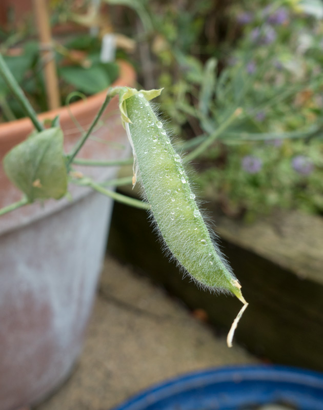 Water drops on pea pod