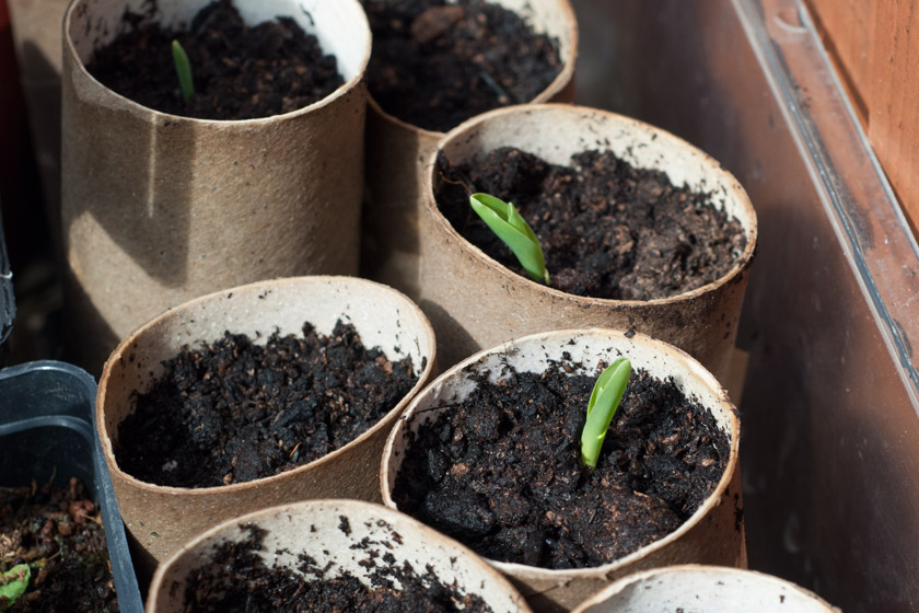 Sweetcorn seedlings in loo rolls