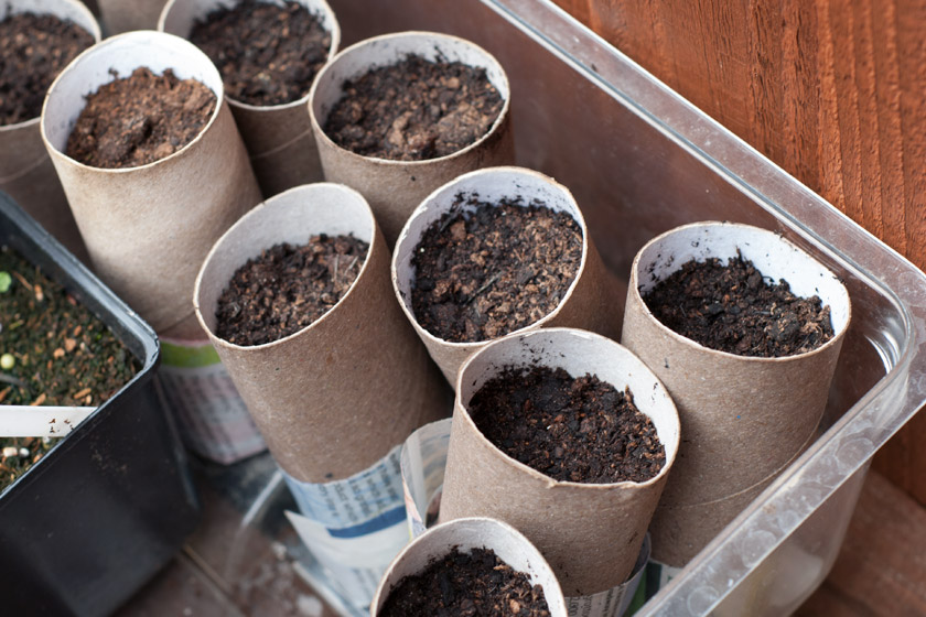 Toilet rolls as seed trays