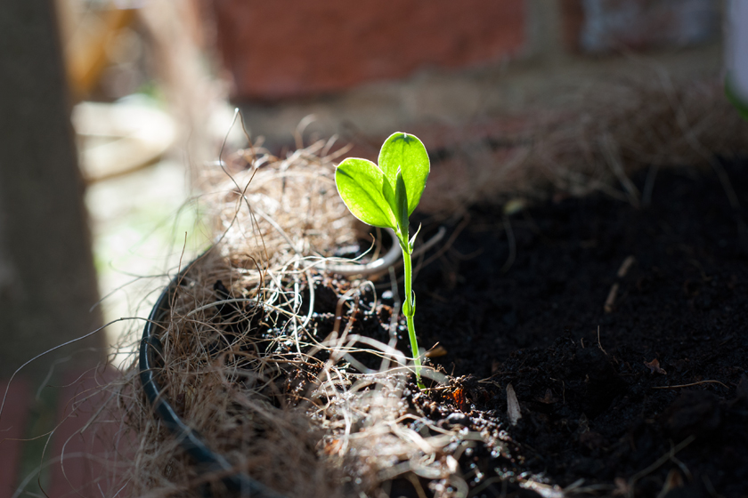 Sweet pea seedling in the sun