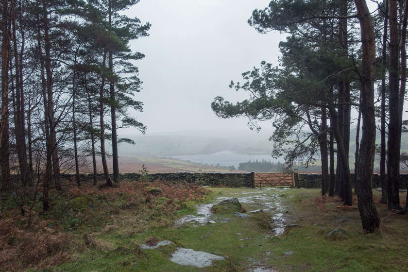 View of moorland through trees