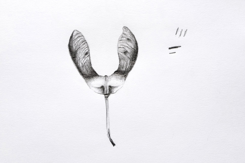 Sycamore pod drawing