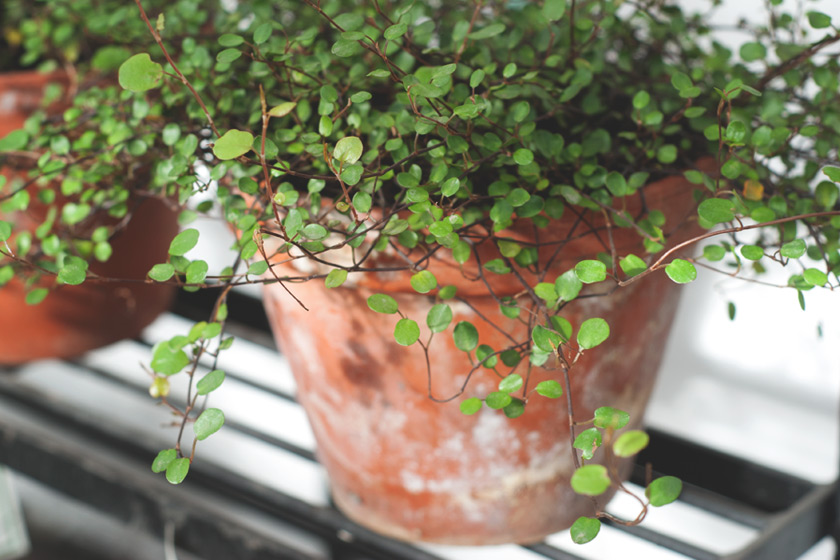 Plant in terracotta pot