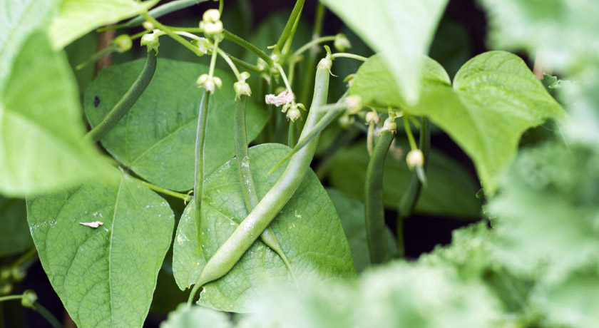 Green dwarf French beans