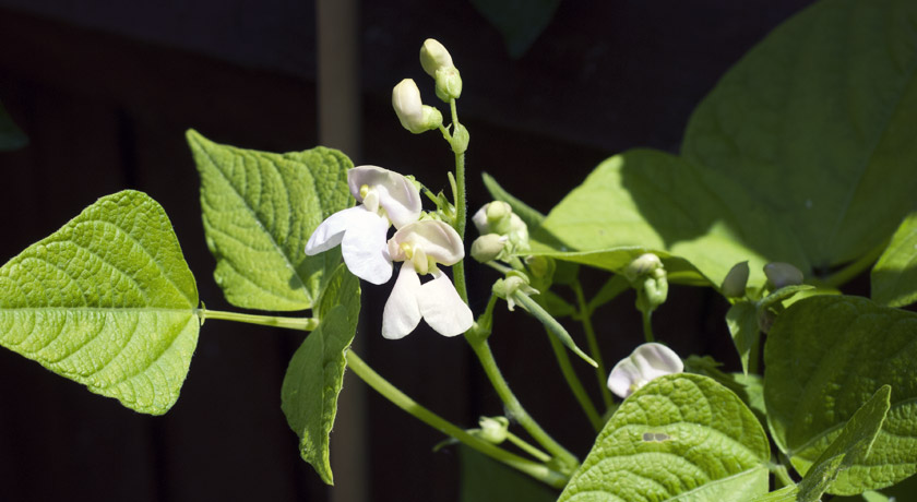 Purple and cream Prince bean flowers