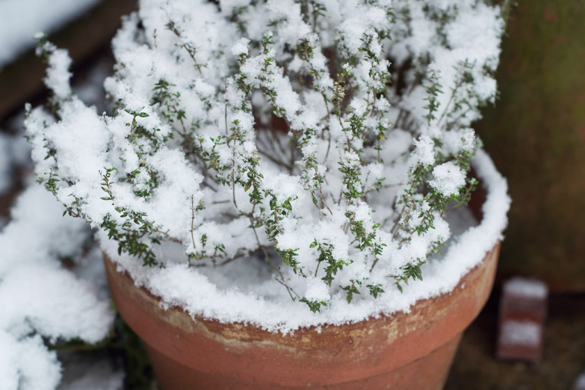 Thyme plant covered in snow
