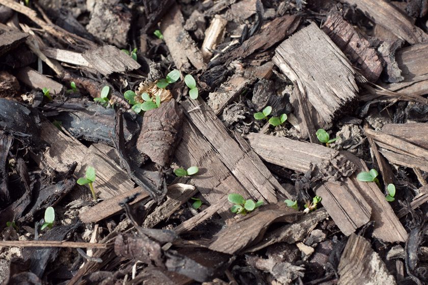 Tiny green leaves poking through soil
