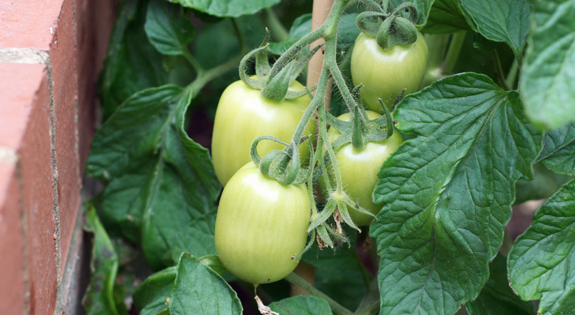 Green tomatoes