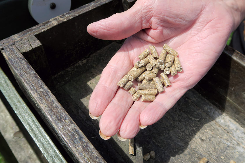 Pig feed pellets in hand