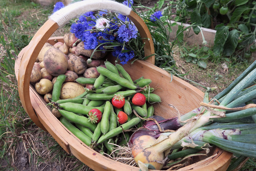 Trug full of vegetables