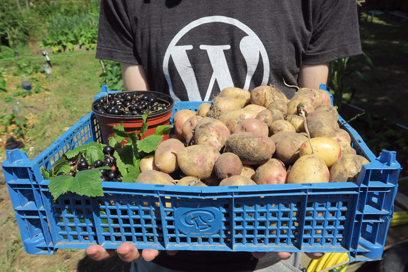 Potatoes and blackcurrants