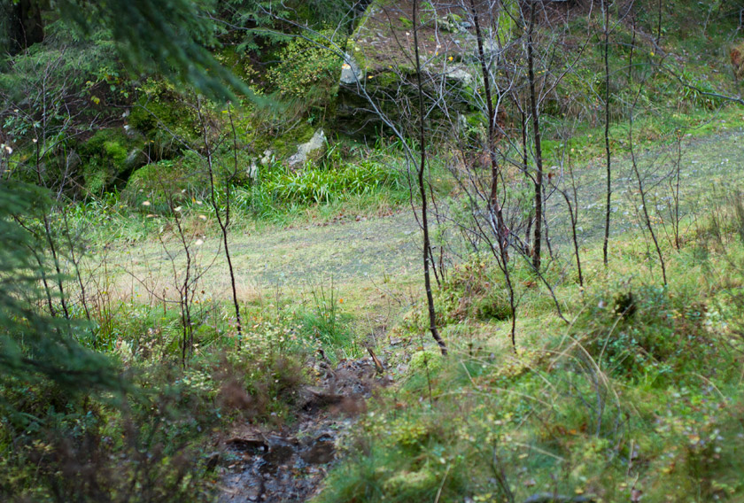 Shingle path in the forest