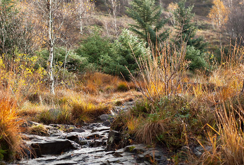 Rocky mountain trail