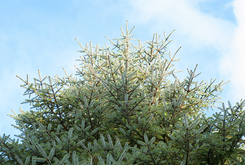 Alpine tree in the sunshine