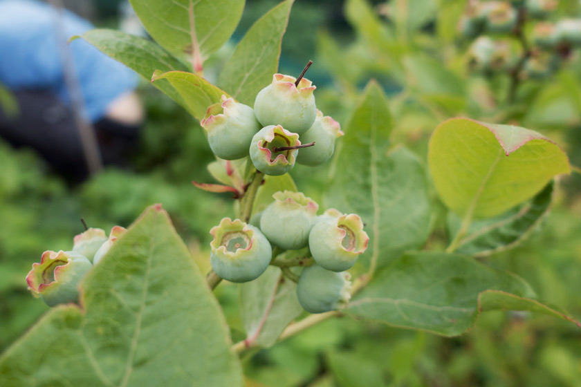 Green blueberries