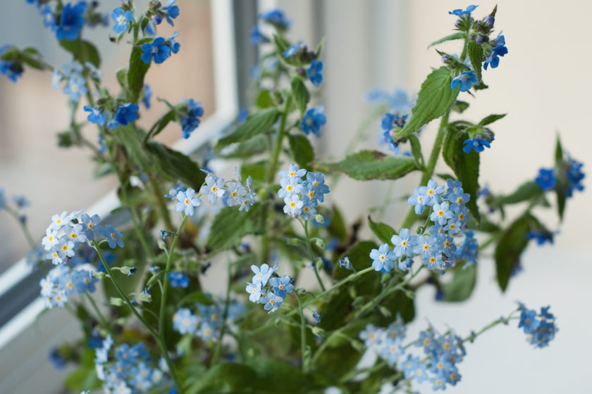 Blue flowers in jar