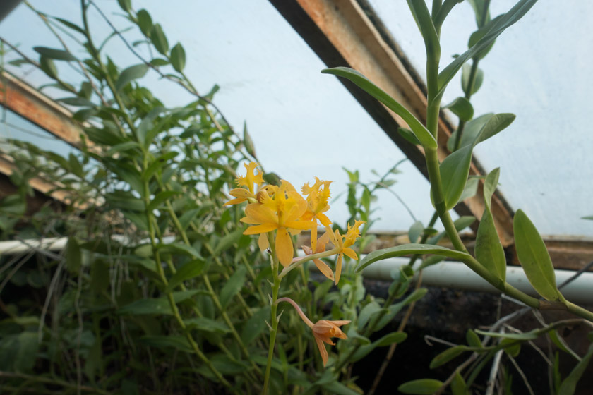 Tropical plants in glasshouse