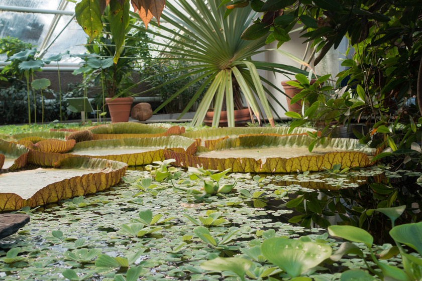 Tropical plants in glasshouse