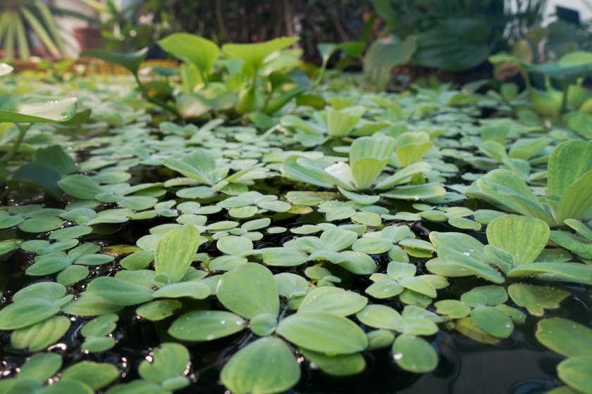 Green plants in pond