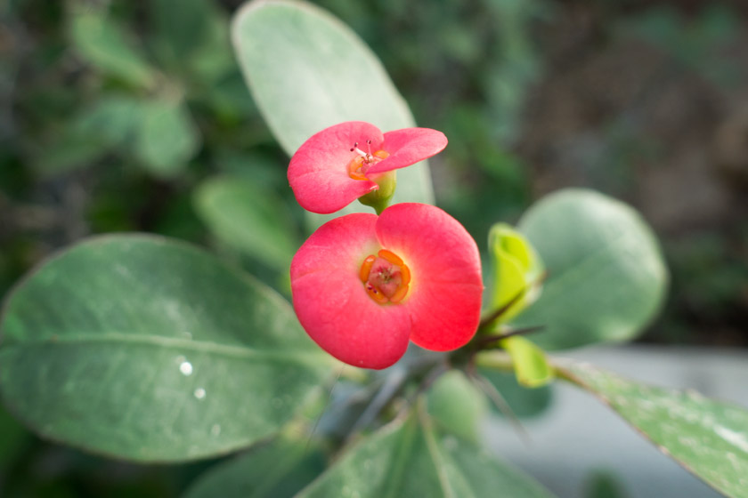 Pink tropical plant
