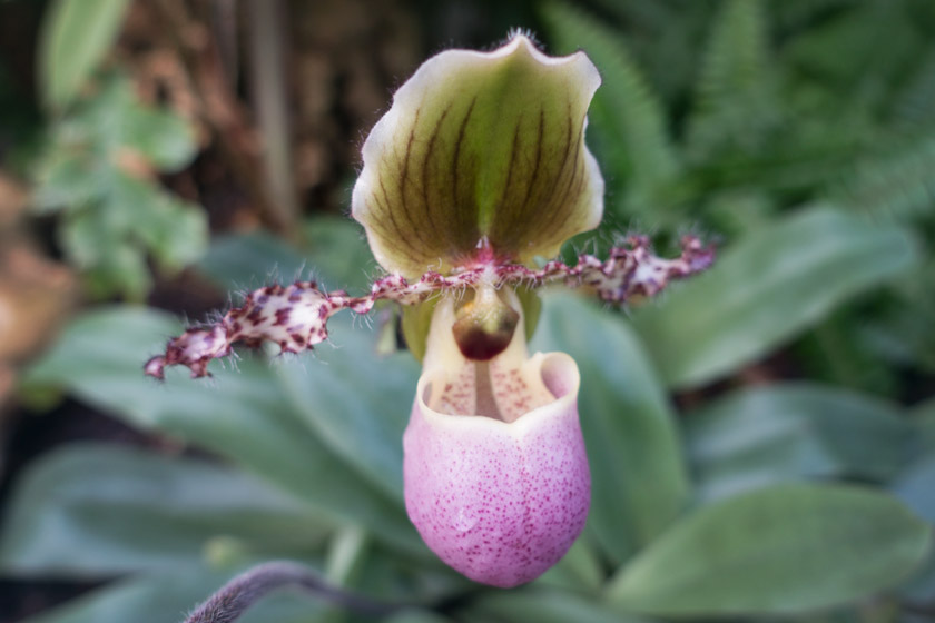 Pink Orchid
