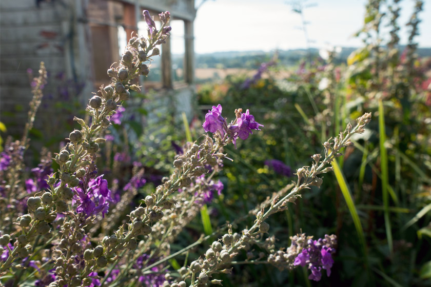 Purple flowers and out building