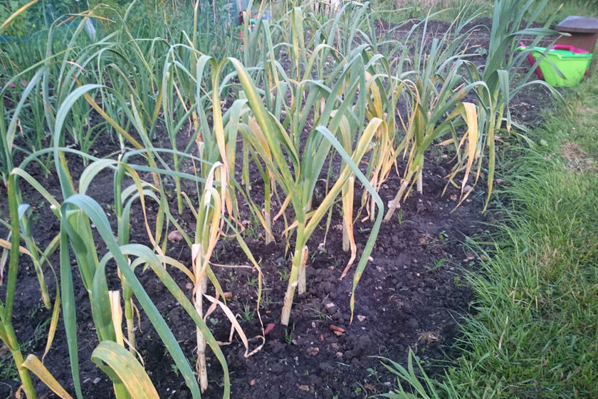 Weed free allotment