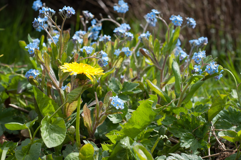 Dandelion and forget-me-not