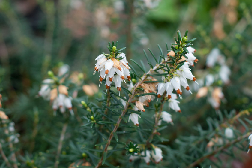White heather flowers