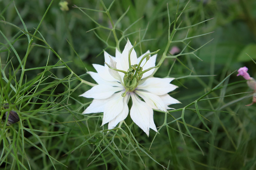 White Love-in-a-Mist in flowers