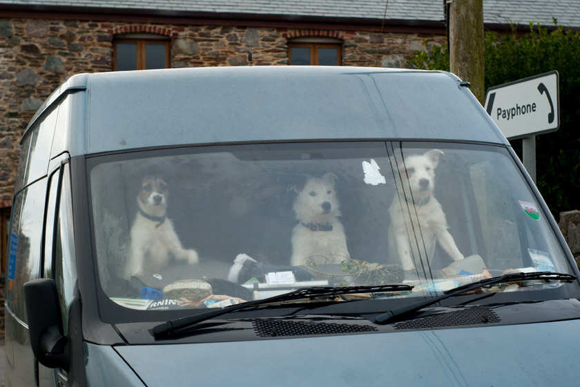 Three dogs in a van window
