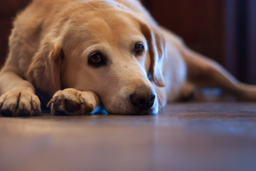 Dog laying sleepily on the floor