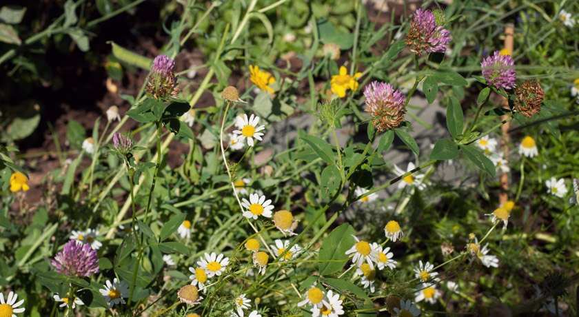 Wild daisies and clove flowers