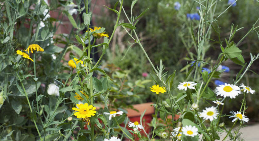 Yellow wild flowers