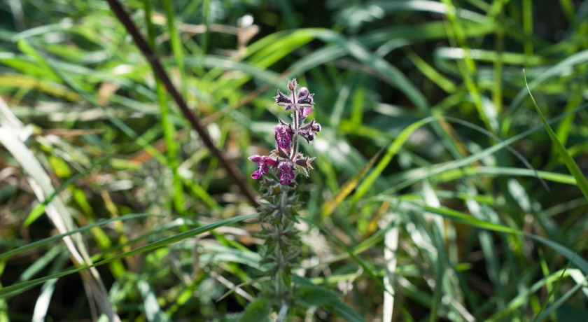 Dark pink wild flower