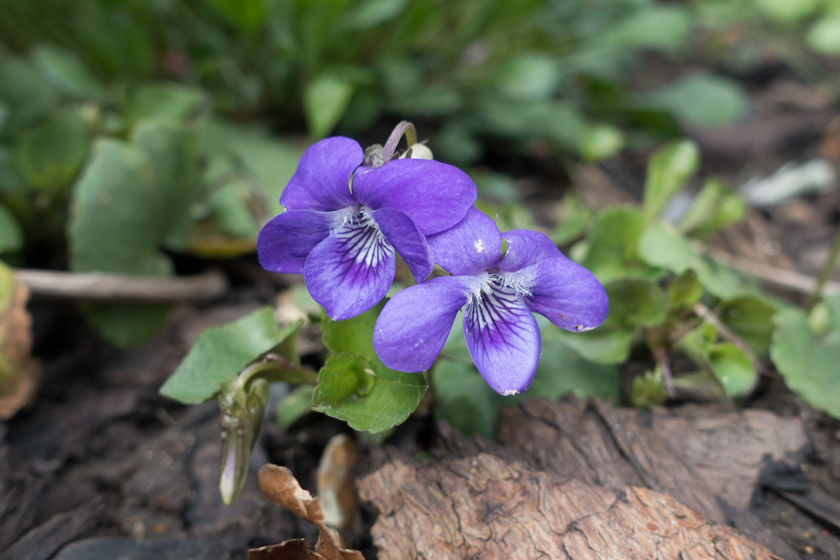 Purple wild violets