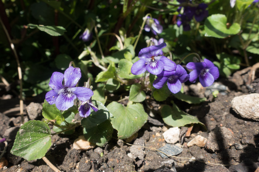 Wild violet flowers