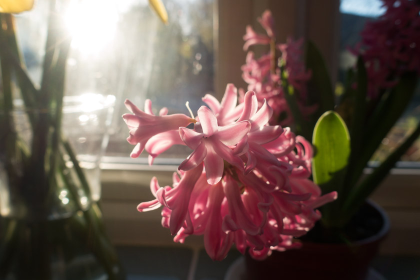 Hyacinth in the sun