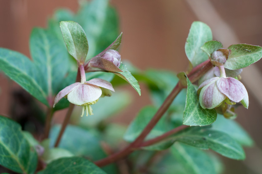 Duksy pink Christmas rose