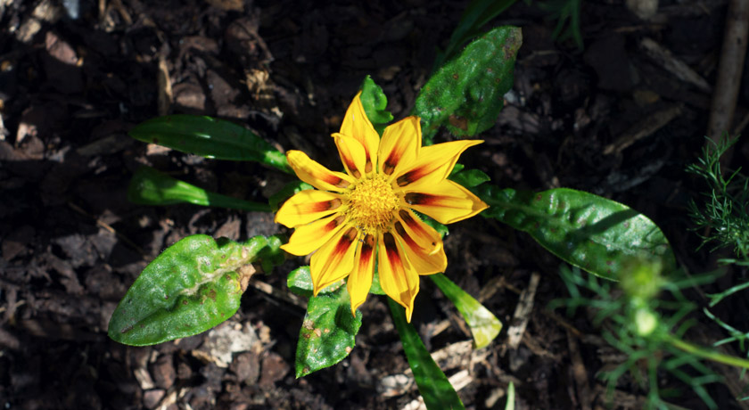 Yellow flower