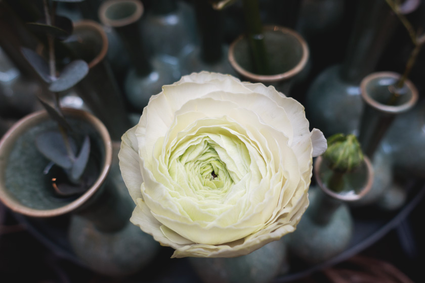 Pale yellow flowers