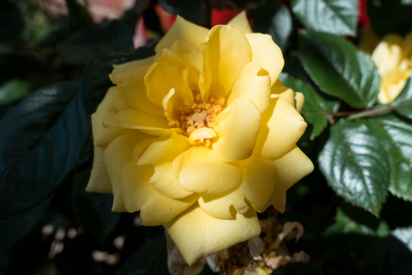 Yellow rose